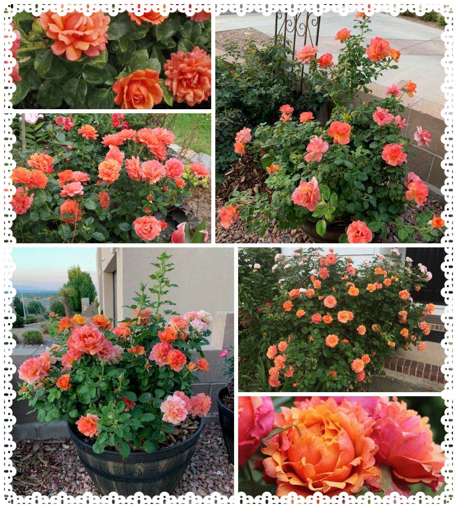 Easy Does It róża rabatowa